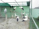  Brodsko-posavska županija : Događanja : Obilježavanje Svjetskog dana voda : Rode na oporavku u Centru za zbrinjavanje zaštićenih životinja Ruščica