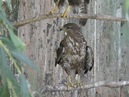  Brodsko-posavska županija : Zaštita prirode : Centar za zbrinjavanje zaštićenih životinja Ruščica : Škanjac (lat. Buteo buteo)