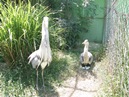  Brodsko-posavska županija : Zaštita prirode : Centar za zbrinjavanje zaštićenih životinja Ruščica : Siva čaplja (lat. Ardea cinerea)