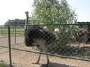  Brodsko-posavska županija : Zaštita prirode : Centar za zbrinjavanje zaštićenih životinja Ruščica : Noj (lat. Struthio camelus)
