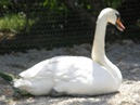  Brodsko-posavska županija : Zaštita prirode : Centar za zbrinjavanje zaštićenih životinja Ruščica : Crvenokljuni labud (lat. Cygnus olor)