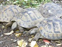  Brodsko-posavska županija : Zaštita prirode : Centar za zbrinjavanje zaštićenih životinja Ruščica : Obična čančara (lat. Testudo hermanni)