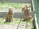 Brodsko-posavska županija : Zaštita prirode : Centar za zbrinjavanje zaštićenih životinja Ruščica : Sivi vuk (lat. Canis lupus)