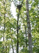  Brodsko-posavska županija : Događanja : Praćenje populacije štekavca Haliaeetus albicilla u Brodsko-posavskoj županiji : Alpinist se penje u gnijezdo