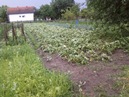  Brodsko-posavska županija : Priopćenja za javnost : ELEMENTARNA NEPOGODA NA POLJOPRIVREDNIM KULTURAMA : 