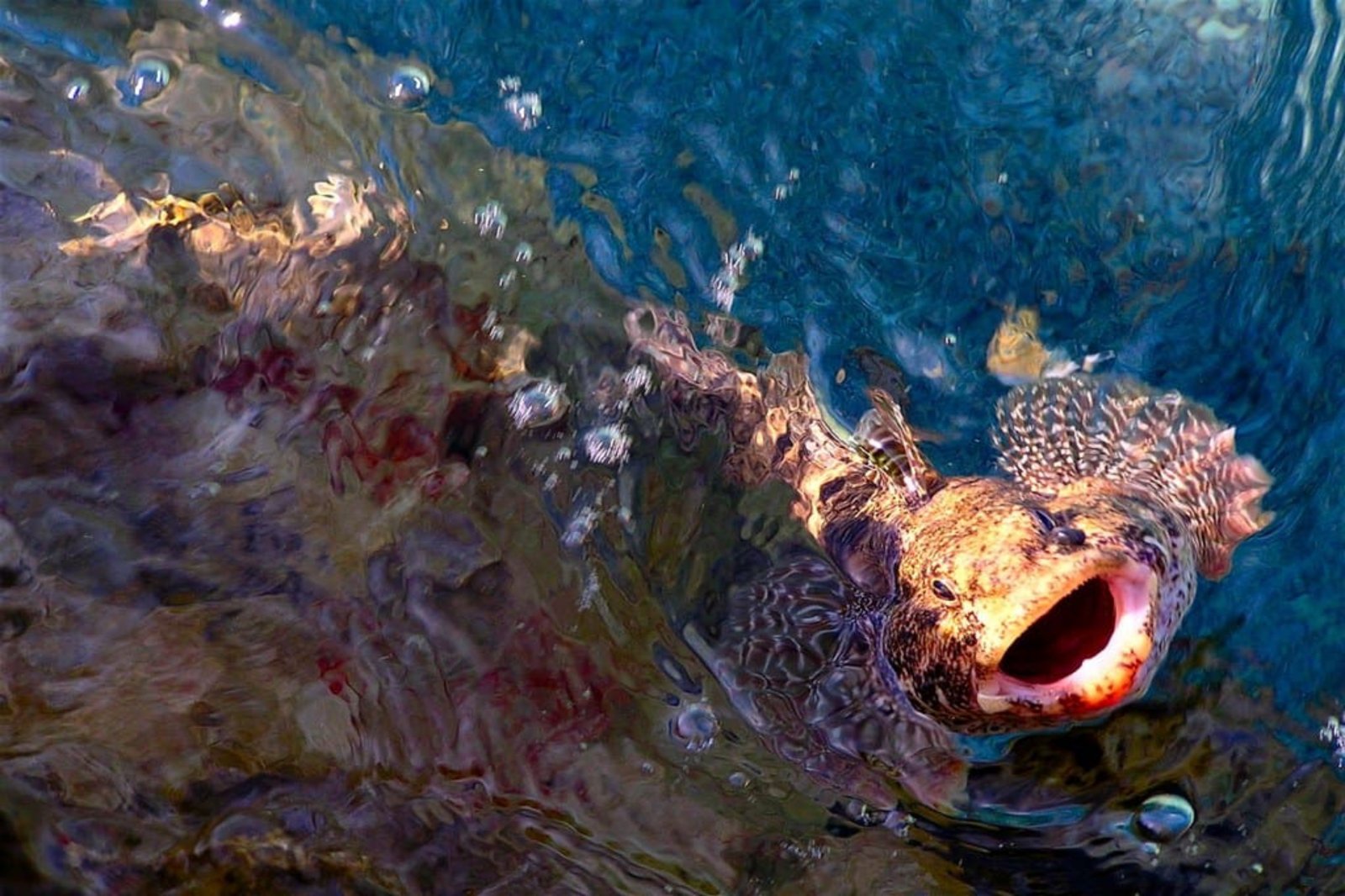 Moj Nemo Staša Sobolevski